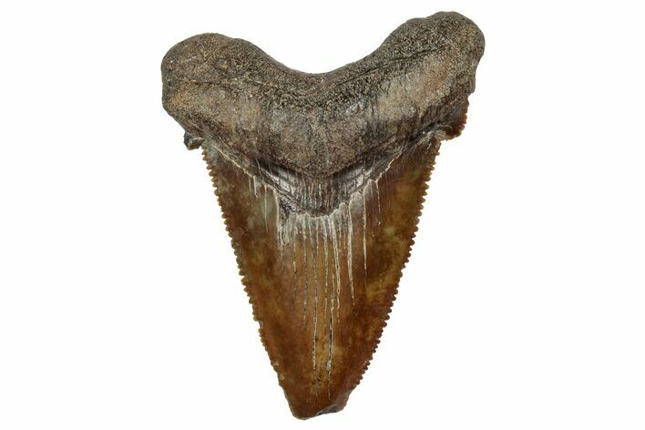 Serrated Angustidens Tooth - Megalodon Ancestor #340386